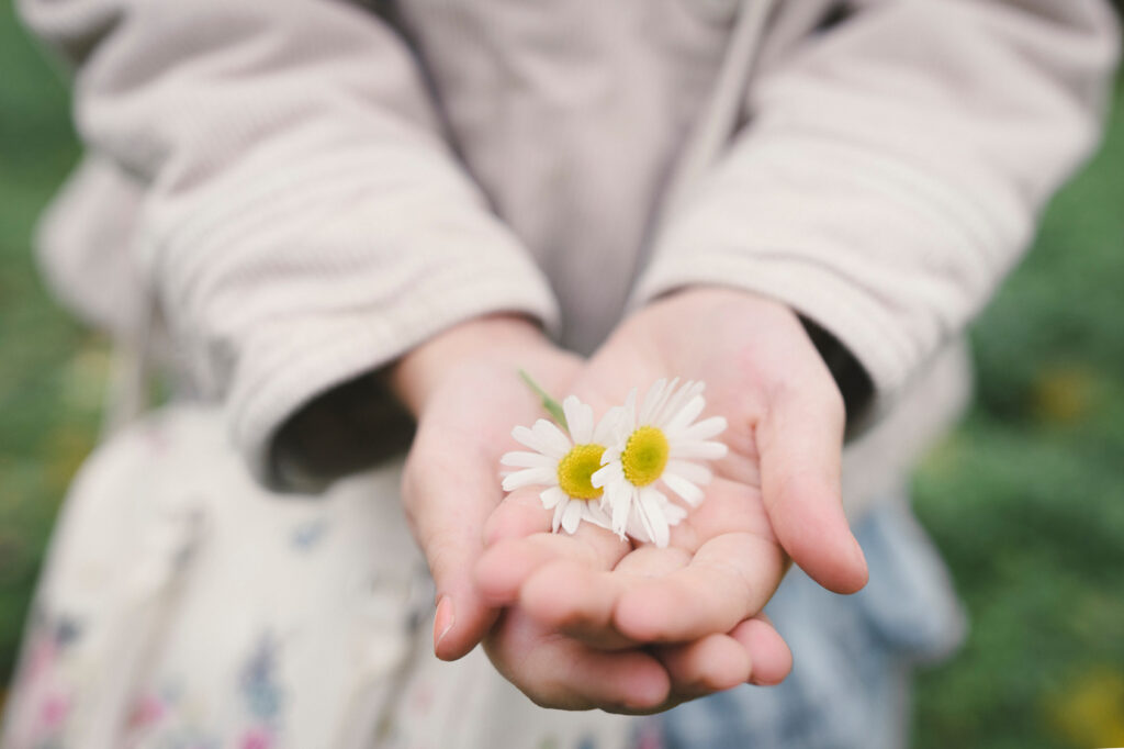 Little girl's hands holding two flowerheads of wearing Chamomil, close up